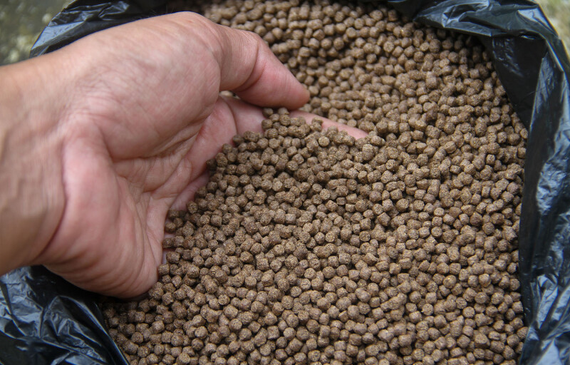 A person putting their hand into some aquafeed