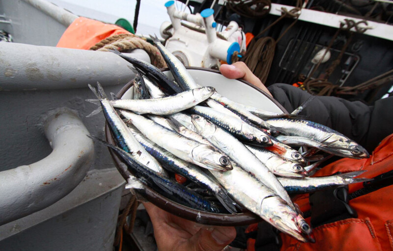 A bowl filled with anchovies