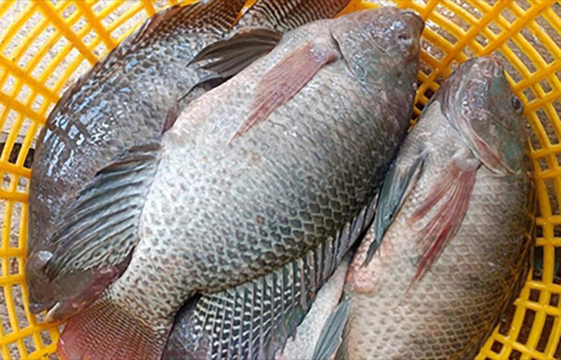 Tilapia in a basket