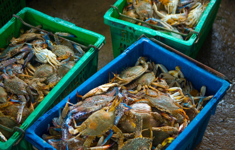 swimming crab