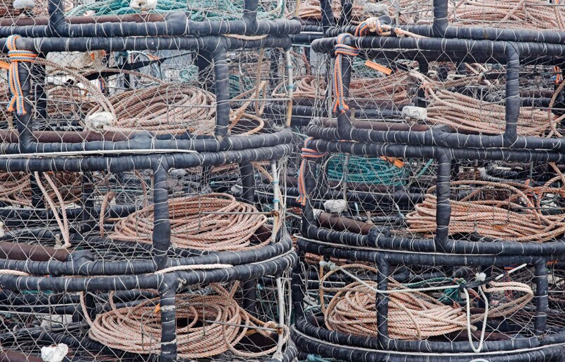 A pile of Dungeness crab