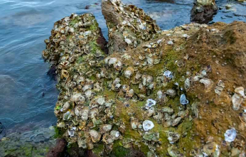 Wild oysters in Florida