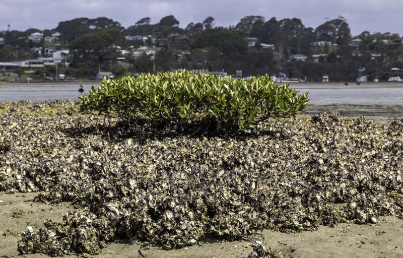 Sydney rock oysters