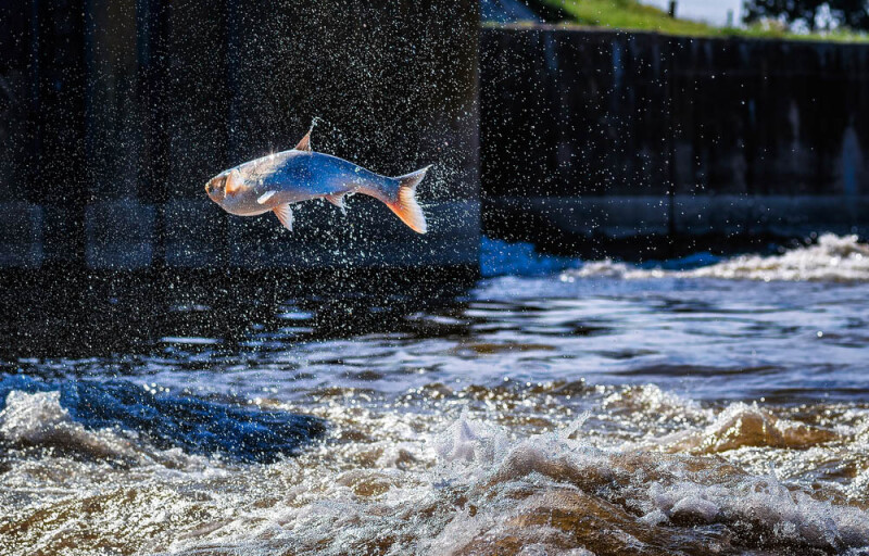 an asian carp