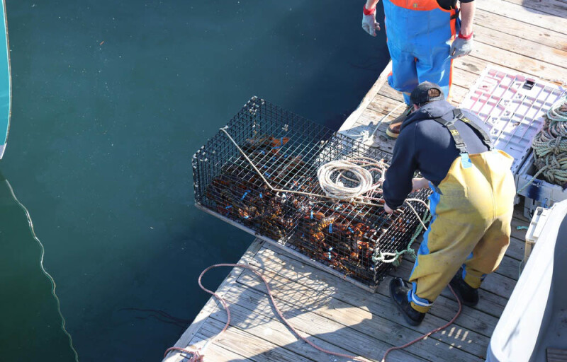 Maine lobsters