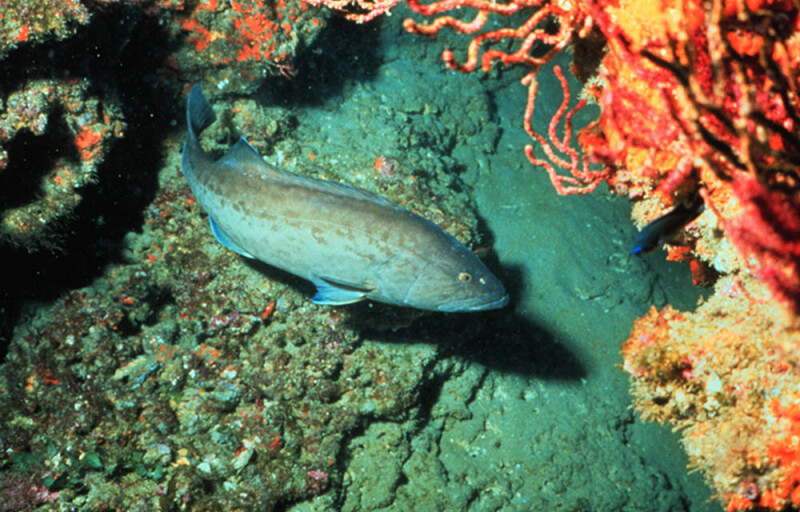 gag grouper