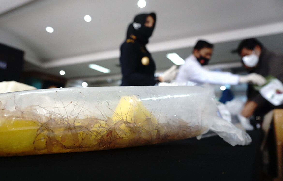 Lobster seed being held at Indonesian customs