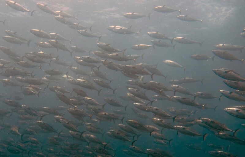 A school of tuna swimming