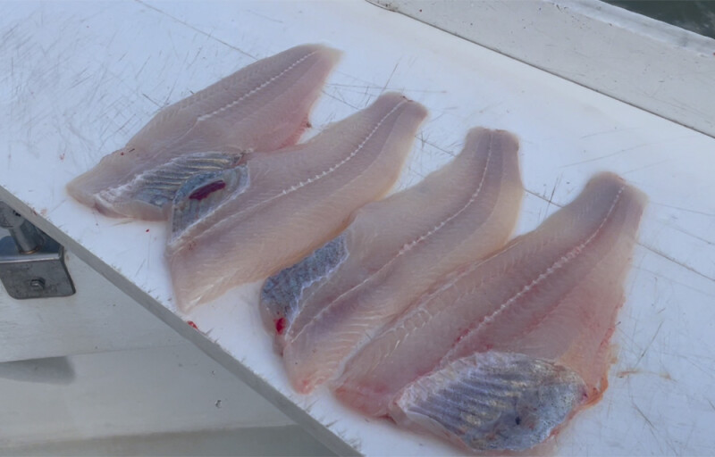 catfish fillets