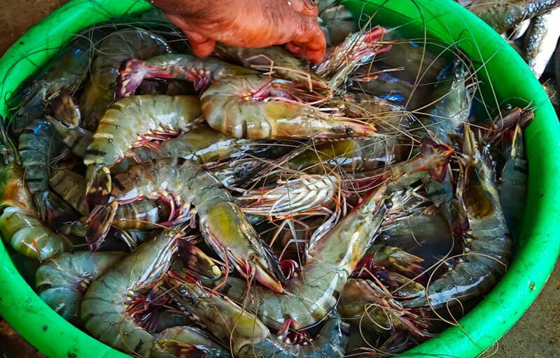 A bucket of prawns