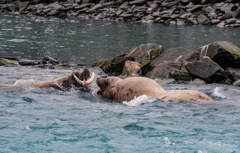 sea lions eating salmon