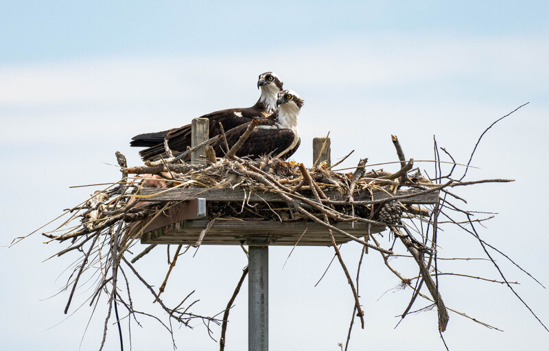 A pair of osprey on a nest in the Chesapeake Bay