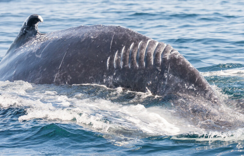 A whale after a vessel strike