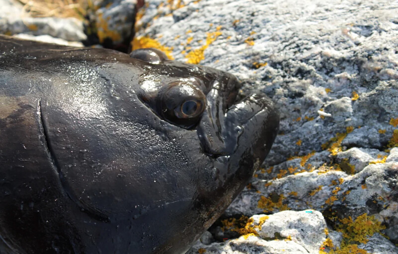 A farmed Atlantic halibut