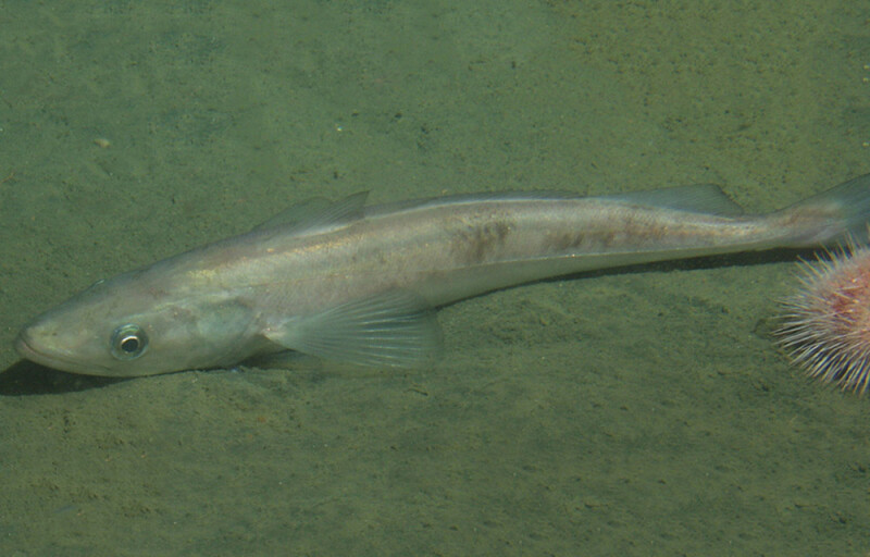 Pacific whiting
