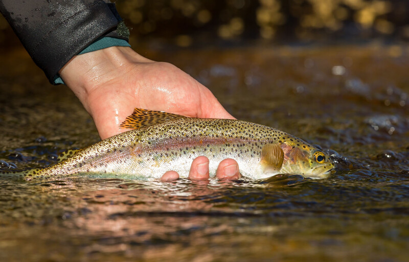 Rainbow trout