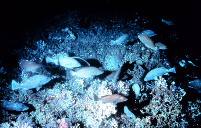ivory tree coral