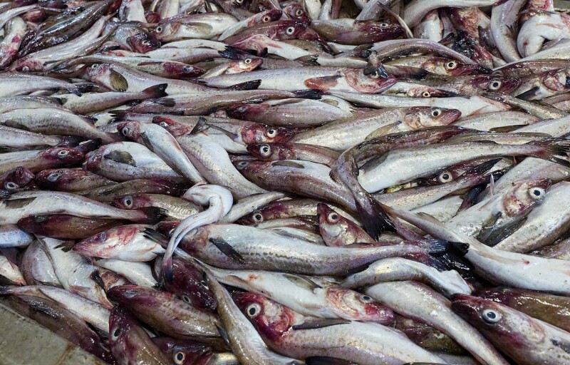 Alaskan pollock