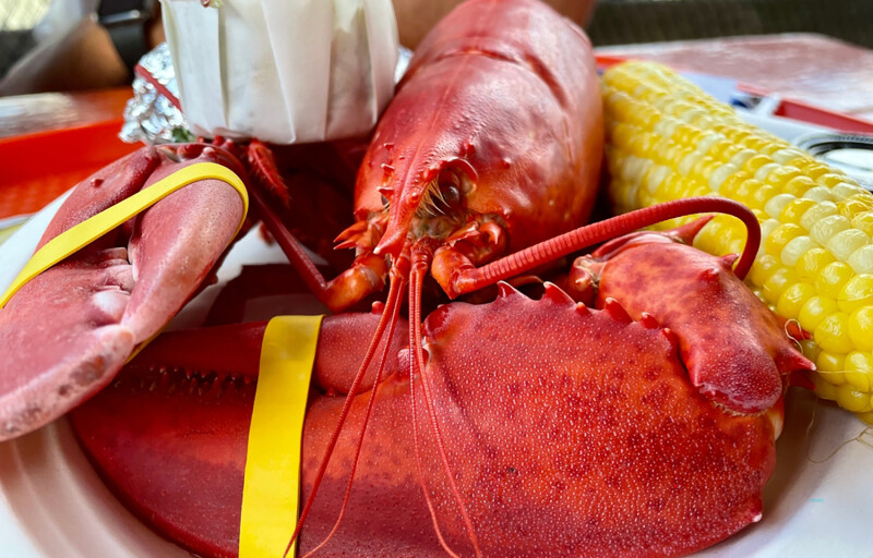 A cooked Maine lobster dinner