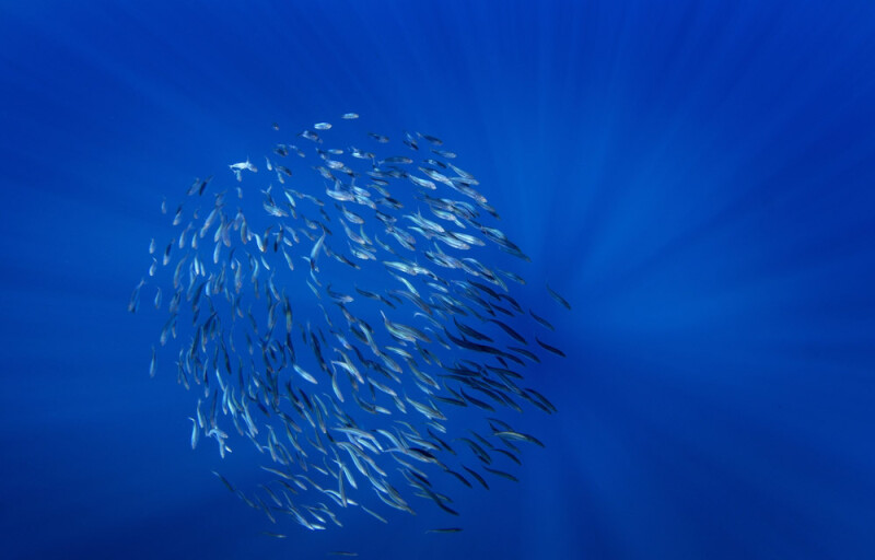 sardine