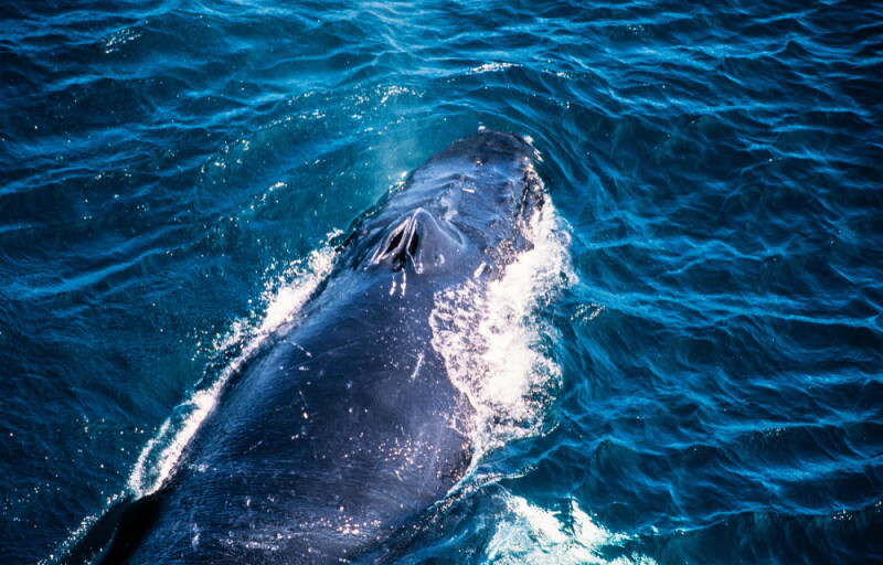 a humpback whale