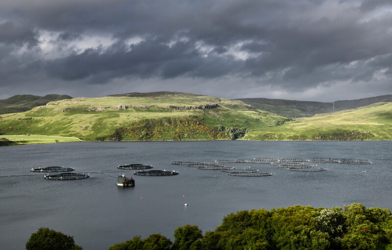 A salmon farm in Scotland