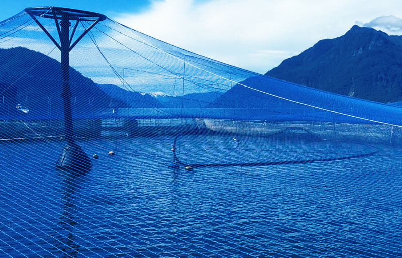 A Cooke Chile farm