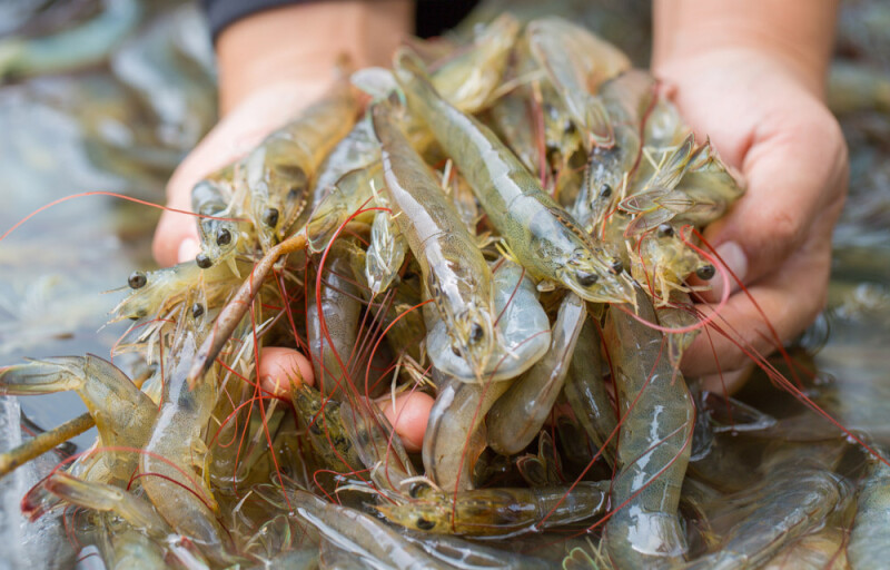 shrimp
