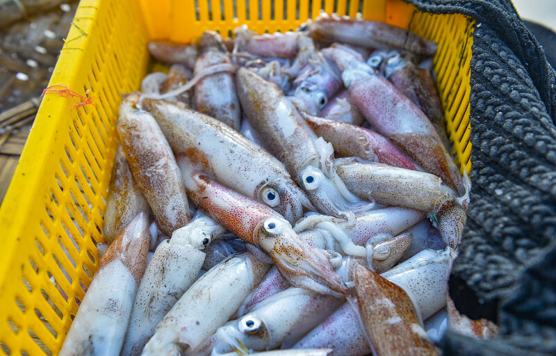 Argentine shortfin squid