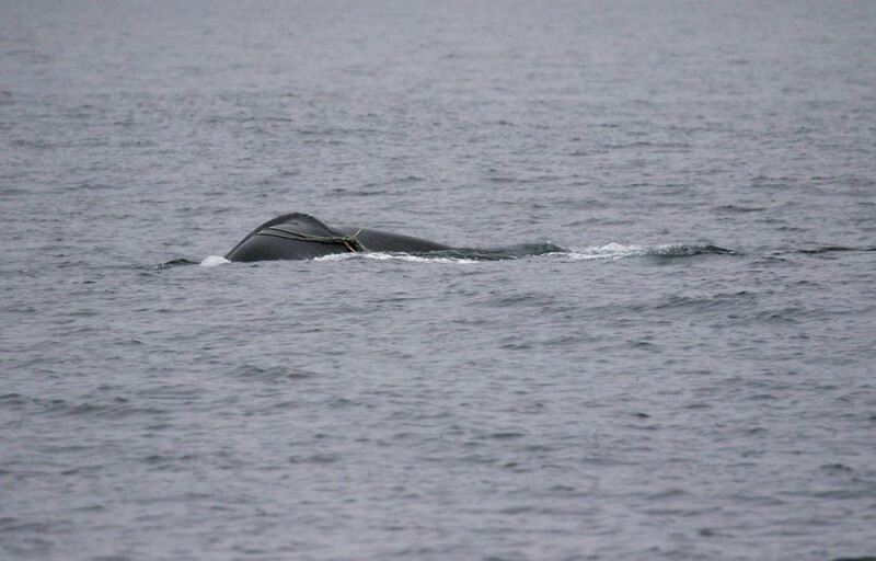an entangled whale