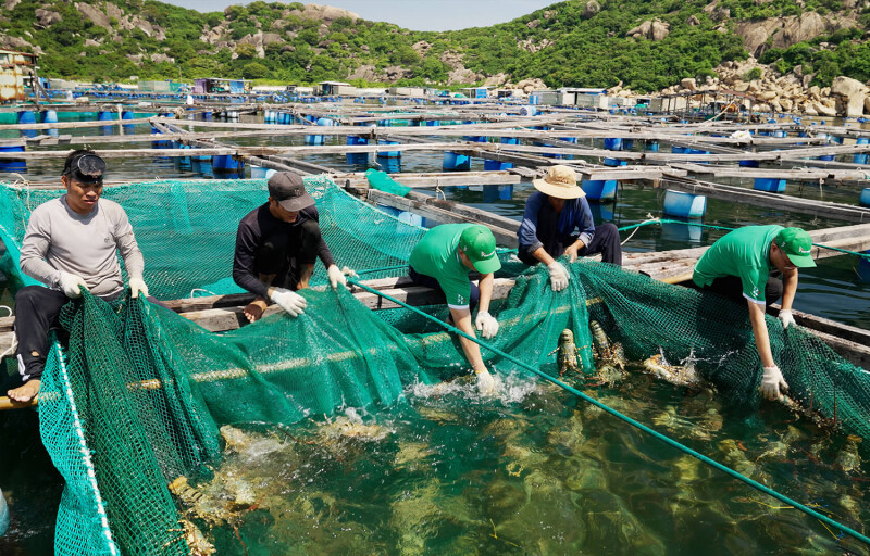 Lobster farming at a KLC Seafood-affiliated farm