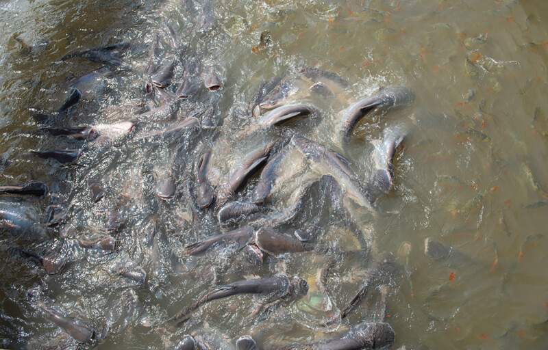 Pangasius farm