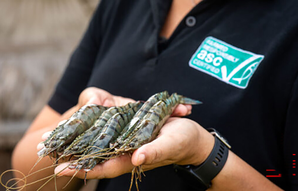A person holding prawns
