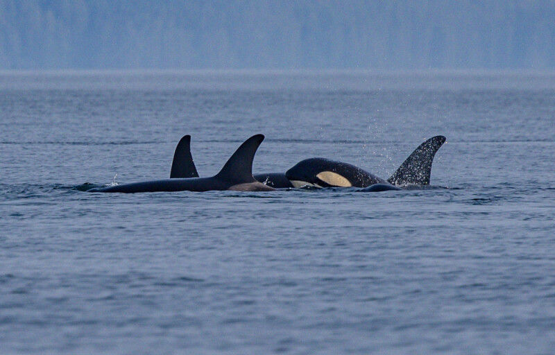 killer whales