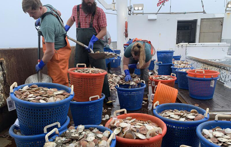 A large catch of young Atlantic sea scallops collected during the 2025 survey is sorted into baskets and counted aboard the F/V Selje