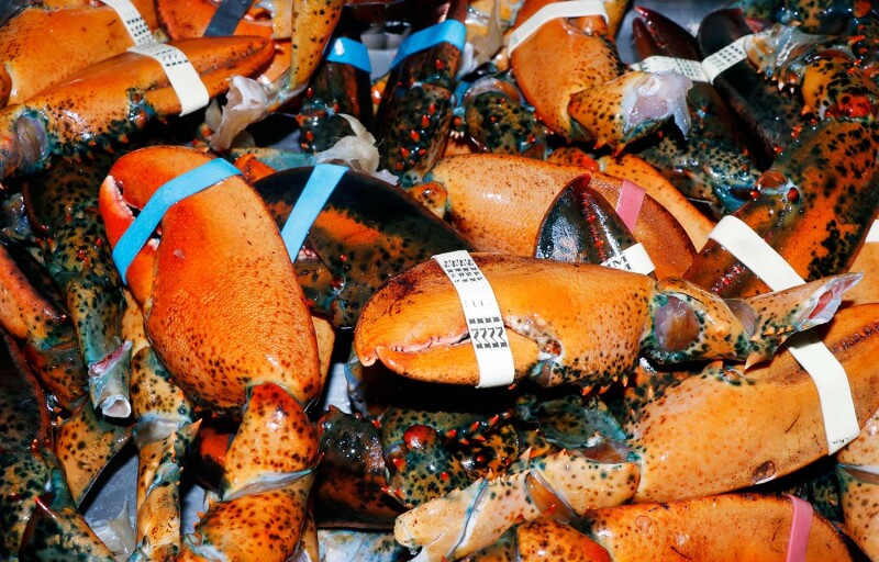 Discarded Maine lobster shells