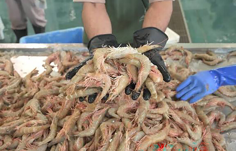A person holding shrimp