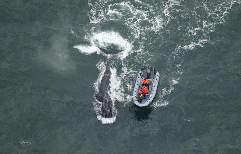 an entangled whale