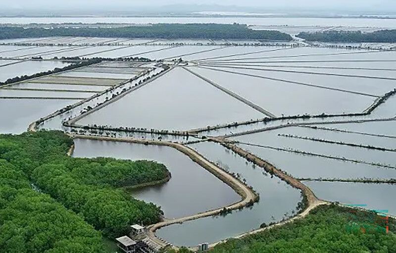An Ecuadorian shrimp farm