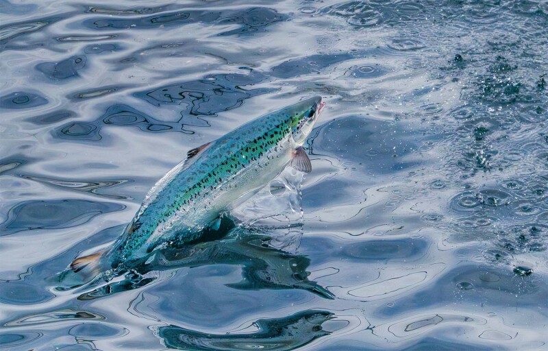 A salmon jumps out of the water at Andfjord Salmon's facility