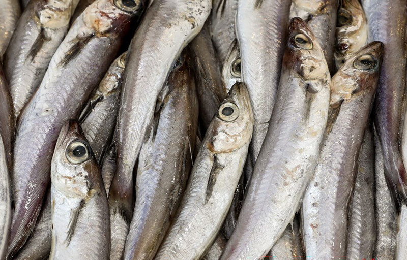 A pile of blue whiting