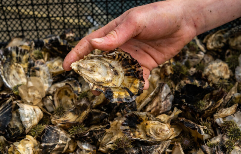oysters