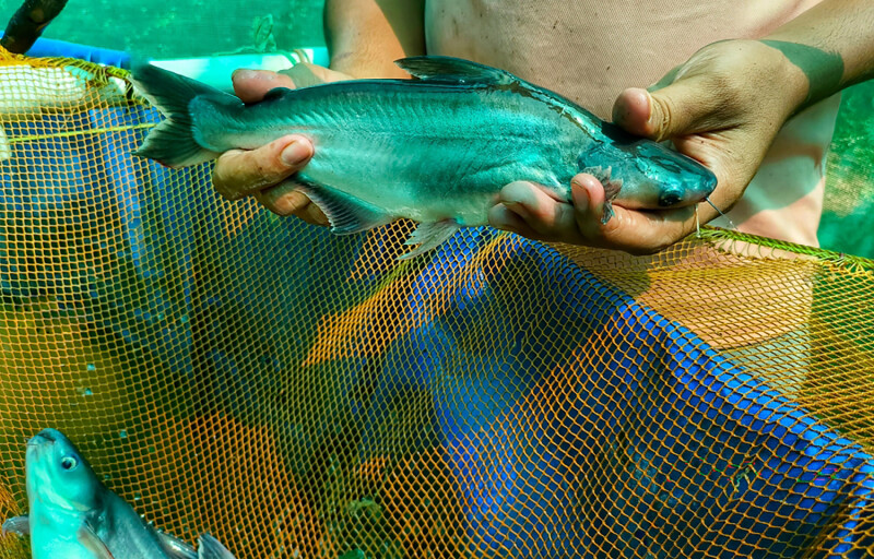 A man holding a pangasius