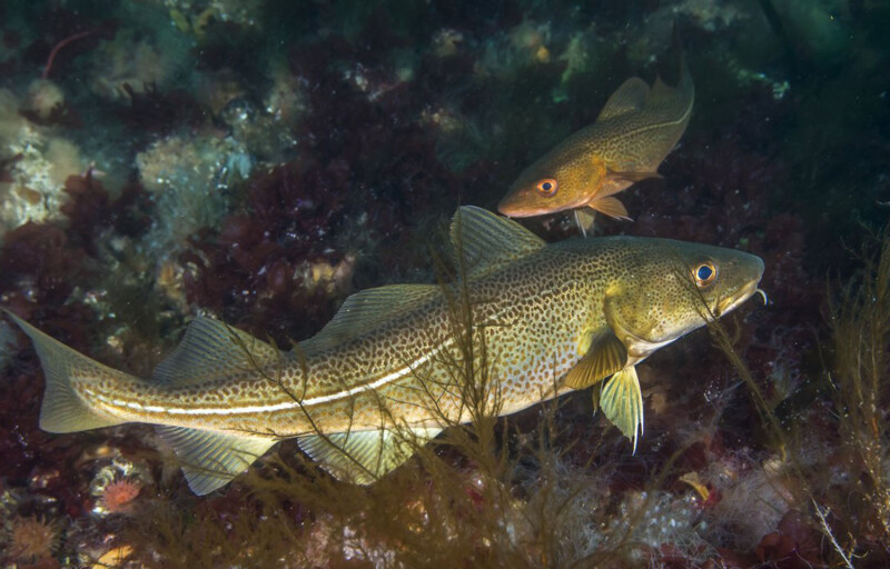 A pair of cod swimming underwater