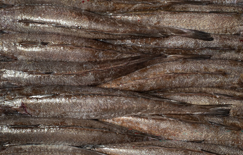 European hake