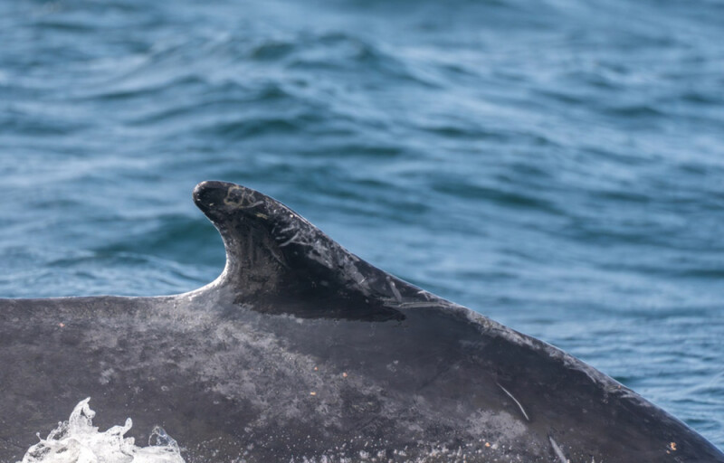 humpback whale
