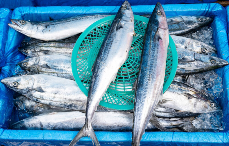 mackerel