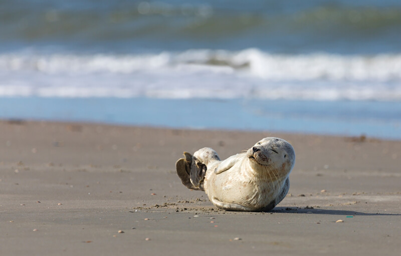 A harbor seal off the Danish island of Rømø