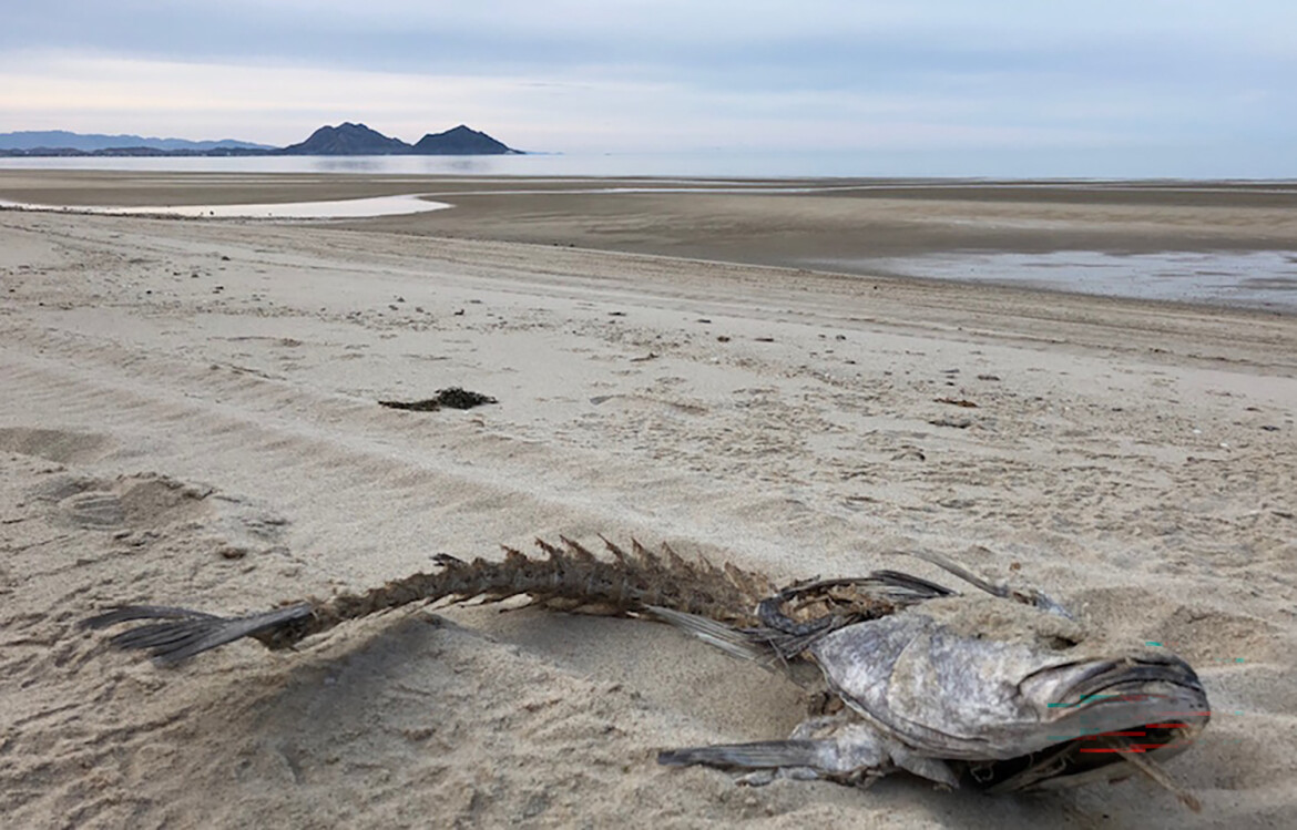 A totoaba carcass on the beach