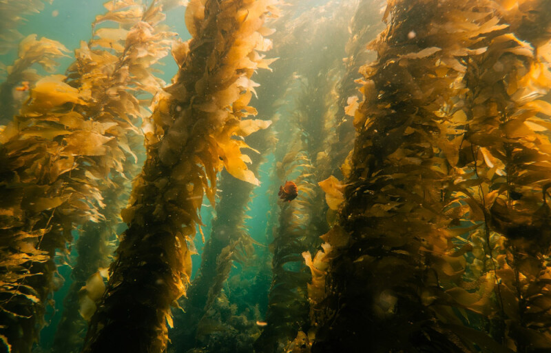 A kelp forest underwater
